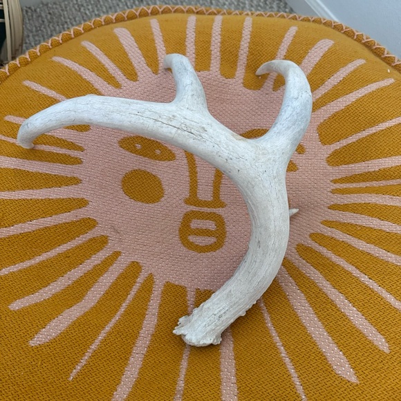 Small Decorative Antler - Picture 5 of 7